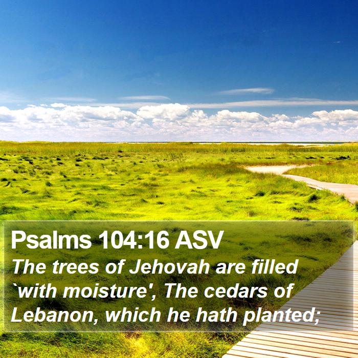 Psalms 104:16 ASV - The Trees Of Jehovah Are Filled `with Moisture',