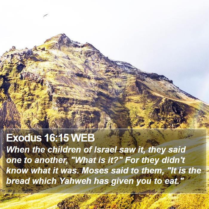Exodus 1615 Web When The Children Of Israel Saw It They Said One