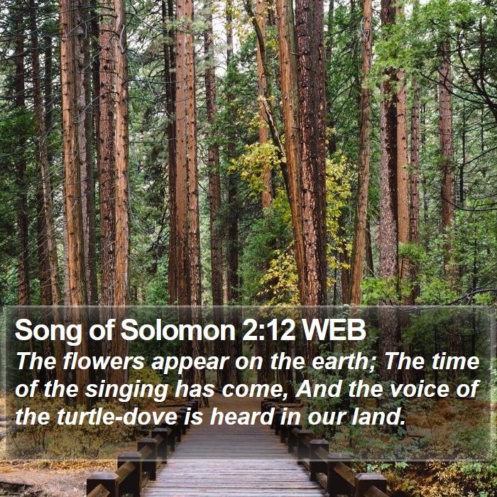 Song Of Solomon 2:12 Web - The Flowers Appear On The Earth; The Time Of The